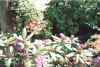 d.jpg (72480 bytes)